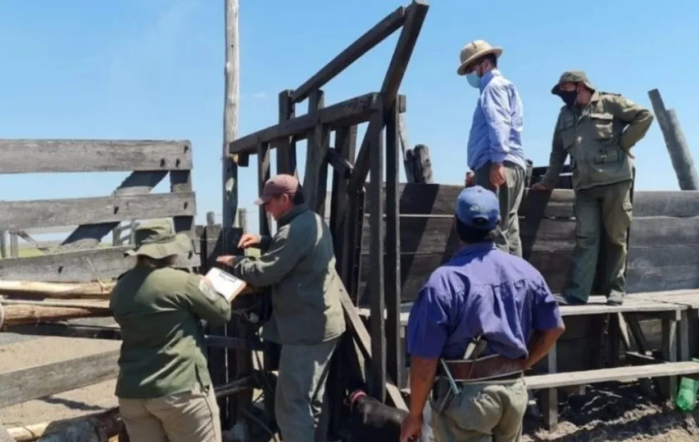 Golpe millonario: robaron casi 2.000 animales de una estancia