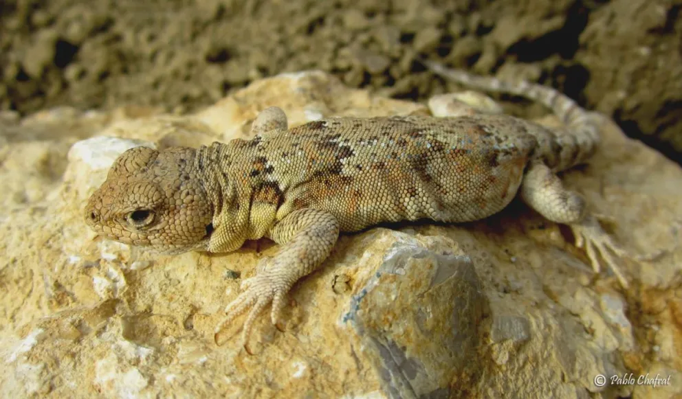Presentan una lagartija "rionegrina" única en el mundo