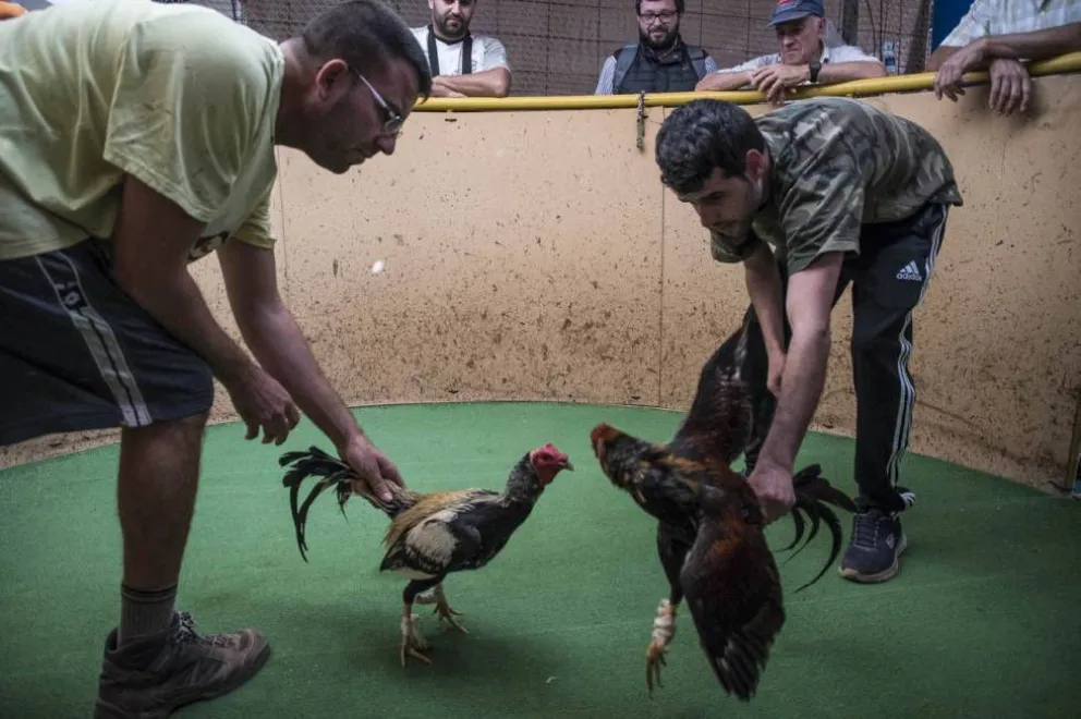 ¿Karma? Un gallo mató a su dueño durante una pelea ilegal