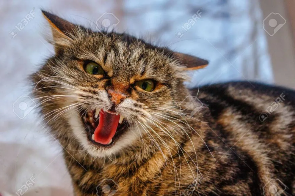 Un gato atacó al piloto de un avión y lo obligó a aterrizar de emergencia