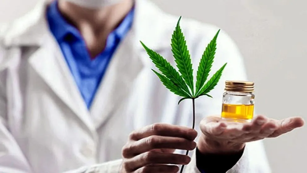 El Ejecutivo impulsará una ley para producir cannabis medicinal e industrial