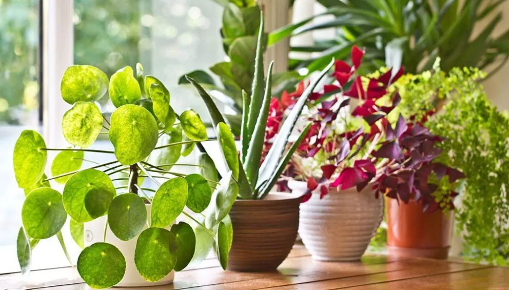 Qué planta debés tener en casa según el mes en el que naciste