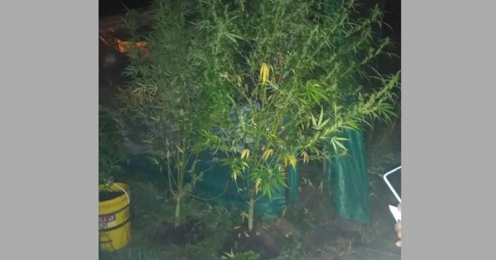 Andaban a los tiros y encima tenían una plantación de marihuana