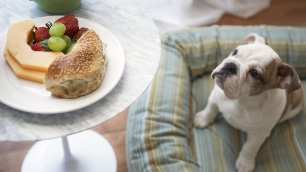 las cebollas son venenosas para los perros