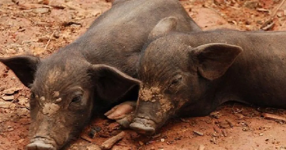 Salud advierte sobre el consumo de carne no habilitada por autoridades sanitarias