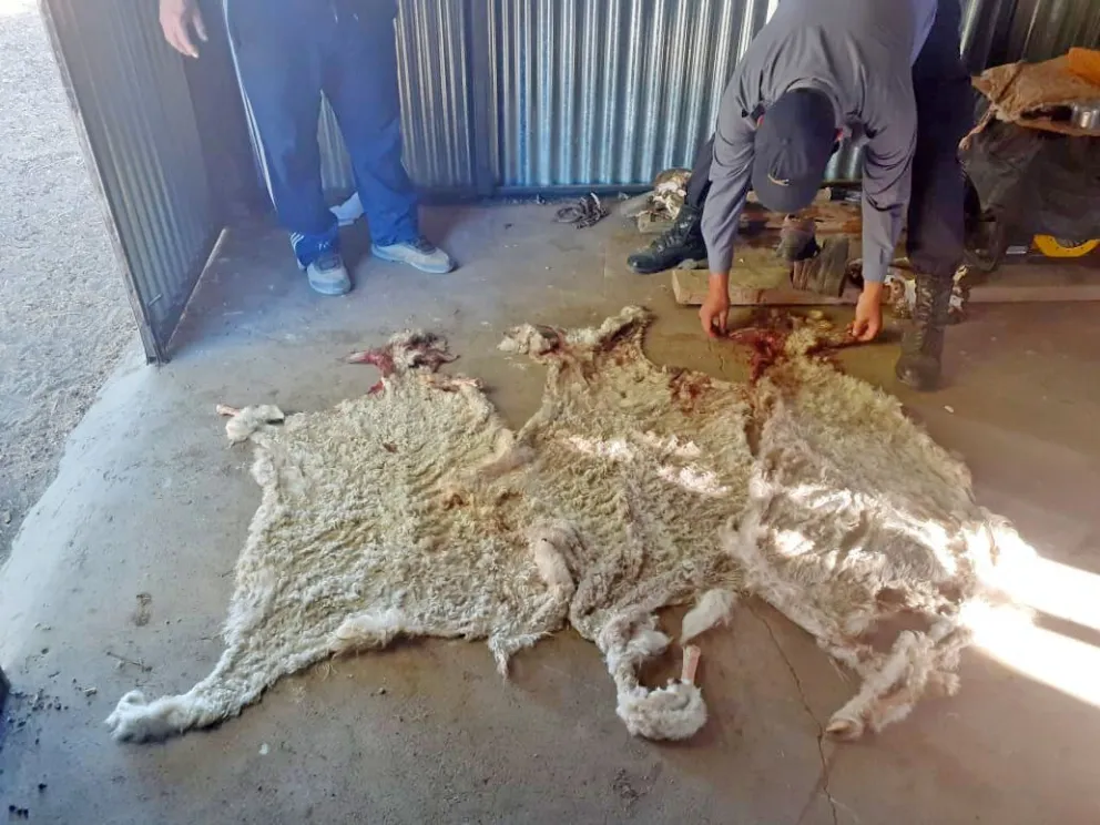 Secuestran capones faenados y recuperan animales sustraídos a un campo cerca de Comallo