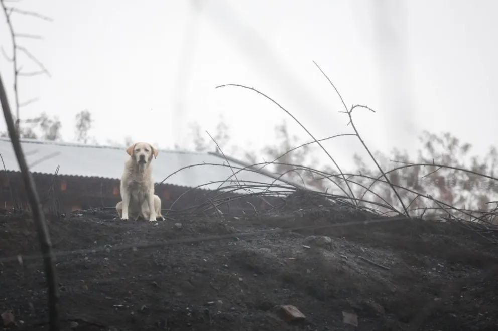 Campaña de medicamentos y alimentos para mascotas de la zona de los incendios
