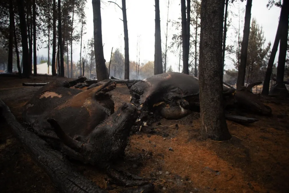 Alberto Fernández llega esta mañana para recorrer la Comarca Andina