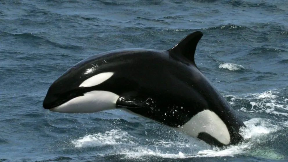 Comenzó la temporada de avistamiento de orcas en Península Valdés
