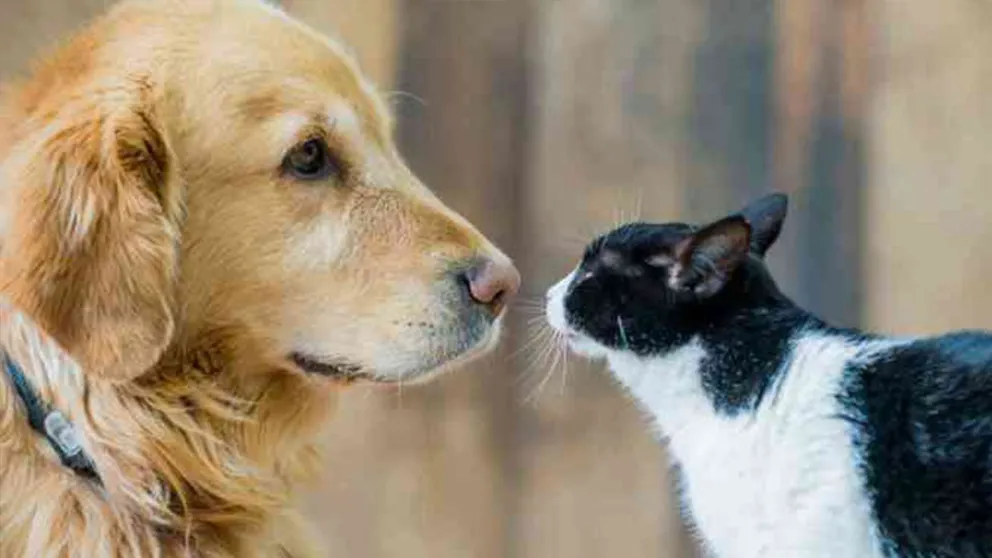 ¿Es necesario vacunar a los animales contra el Covid-19?