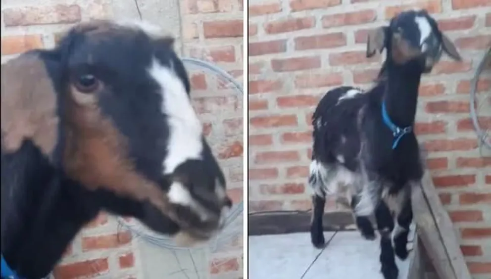 Vilma, la cabra "loca" que es furor en Tik Tok
