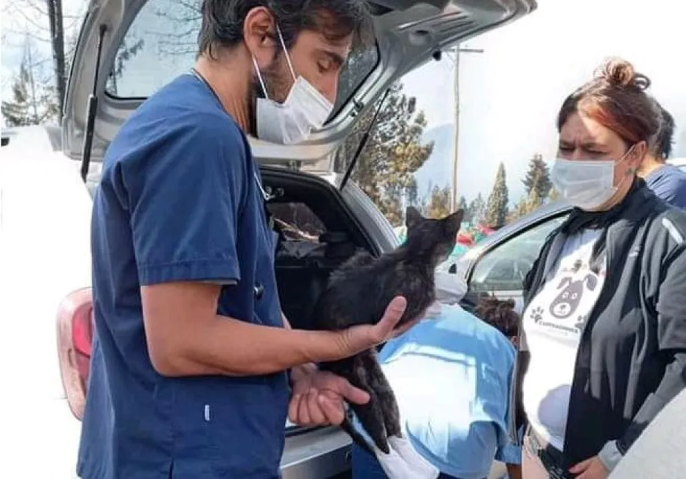 Rescate de animales: "en casos irremediables debimos llegar a la eutanasia"
