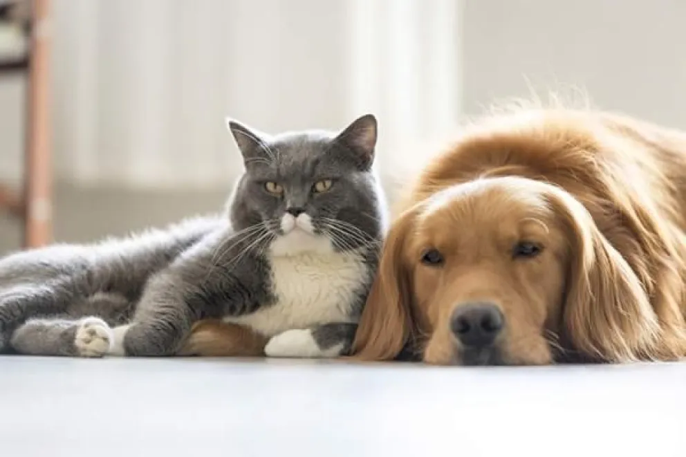 Advierten que la cepa británica puede generar cuadros graves en perros y gatos