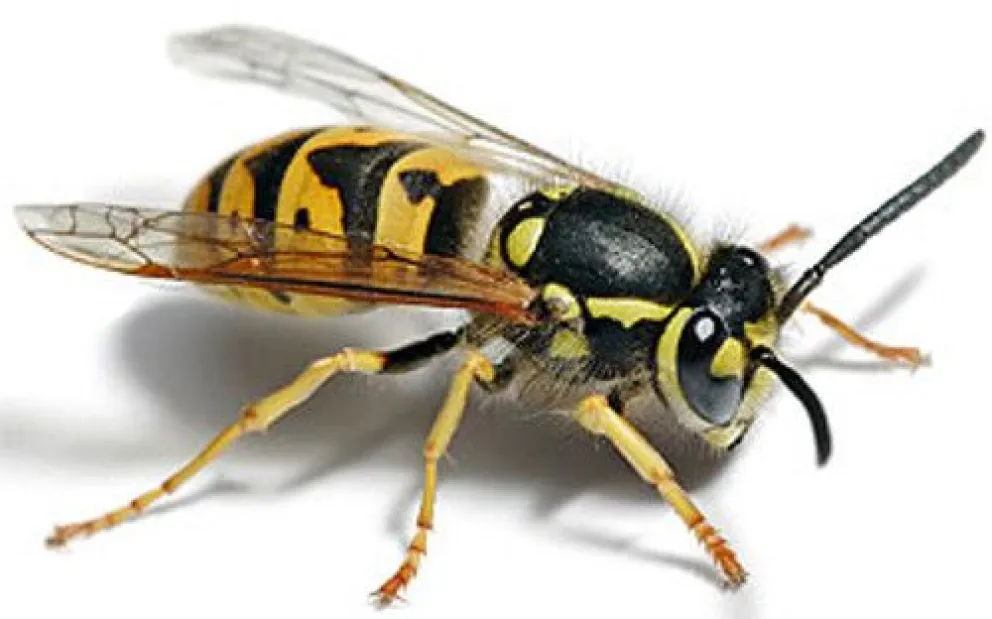 Lo peligroso de las chaquetas amarillas son las picaduras