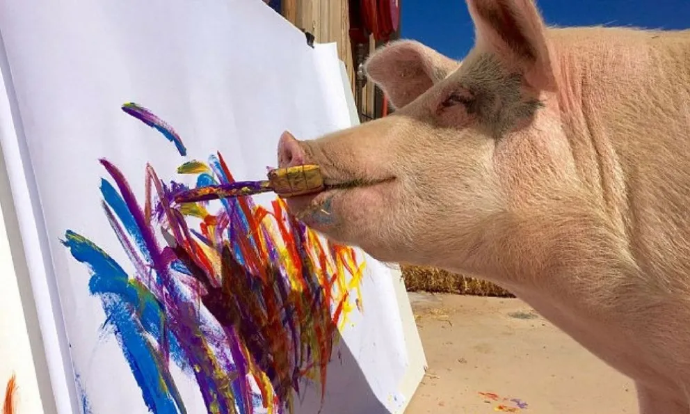 Pigcasso: el chancho que pinta cuadros y lleva recaudados $70.000 dólares