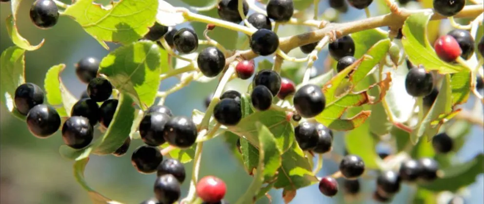 Cultivos de maqui: avanza investigación para identificar variedades  