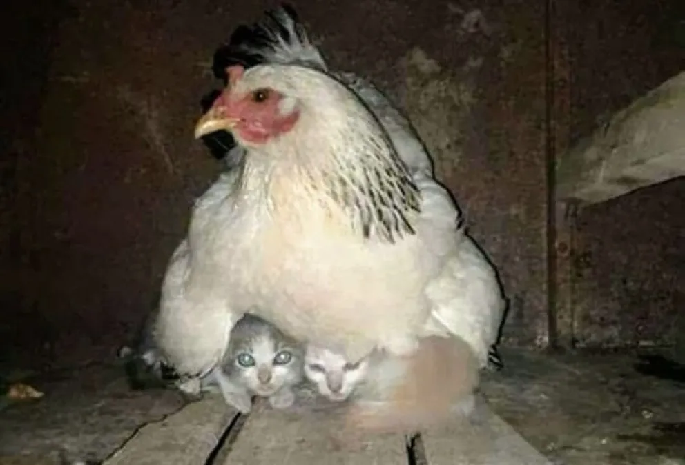 Ternura total: una gallina adoptó tres gatitos como si fueran sus pollitos