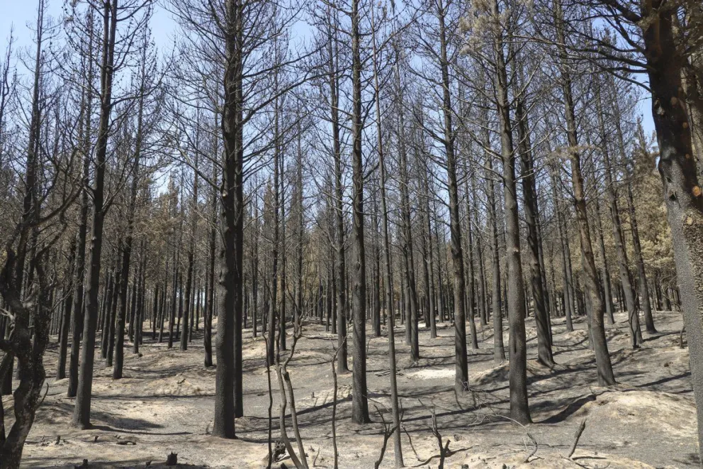 El Senado dio media sanción a la emergencia por los incendios en la Comarca Andina