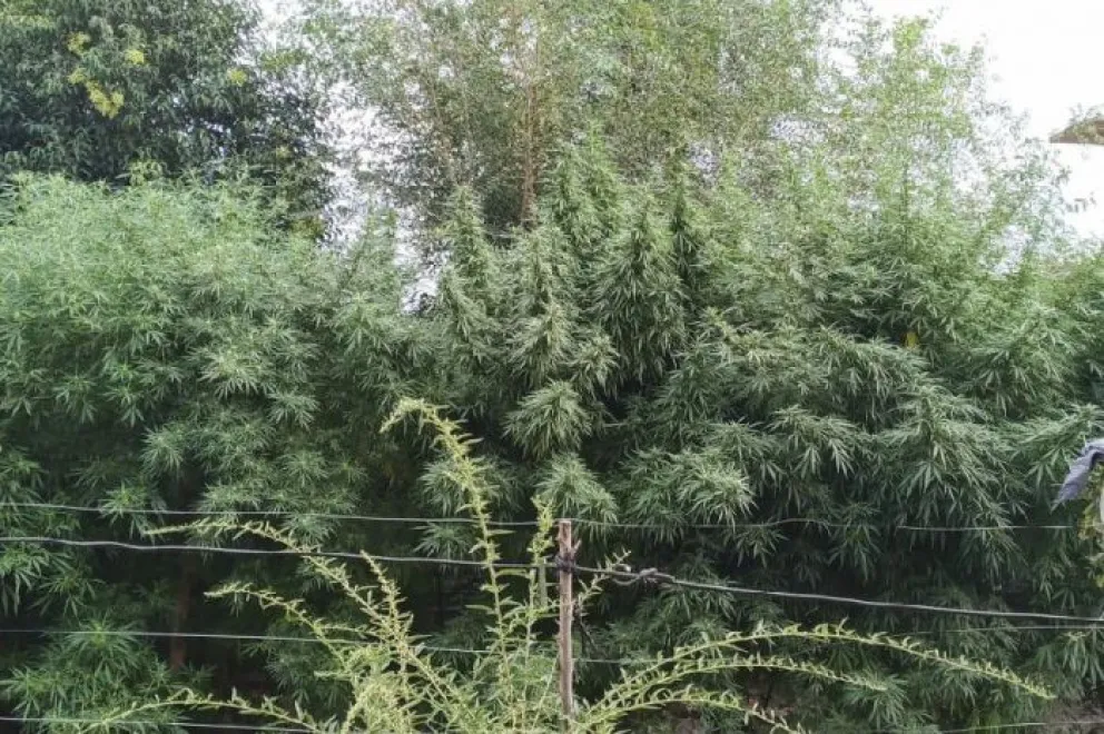 La Policía secuestró 129 plantas de marihuana, cocaína, armas y dinero