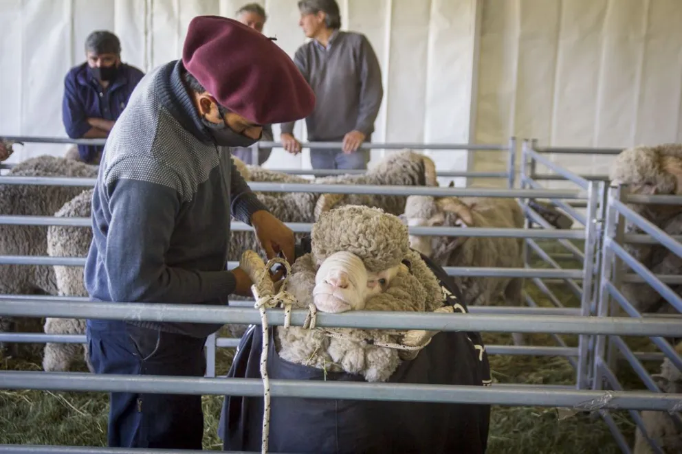 Así es el cronograma de actividades de la Exposición Rural de Bariloche 2022  