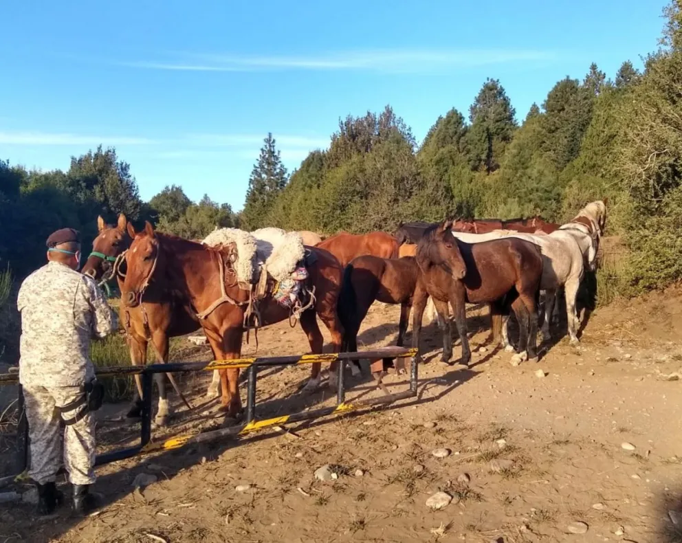 Transitaban un camino rural con una tropilla de caballos: uno era robado