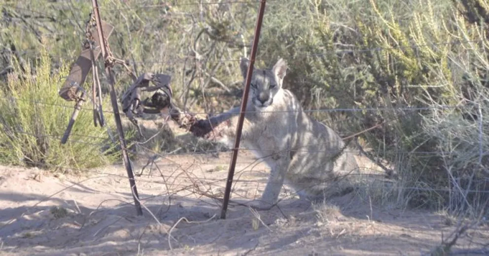 Pagará una "cuota alimentaria" de por vida por mutilar a un puma