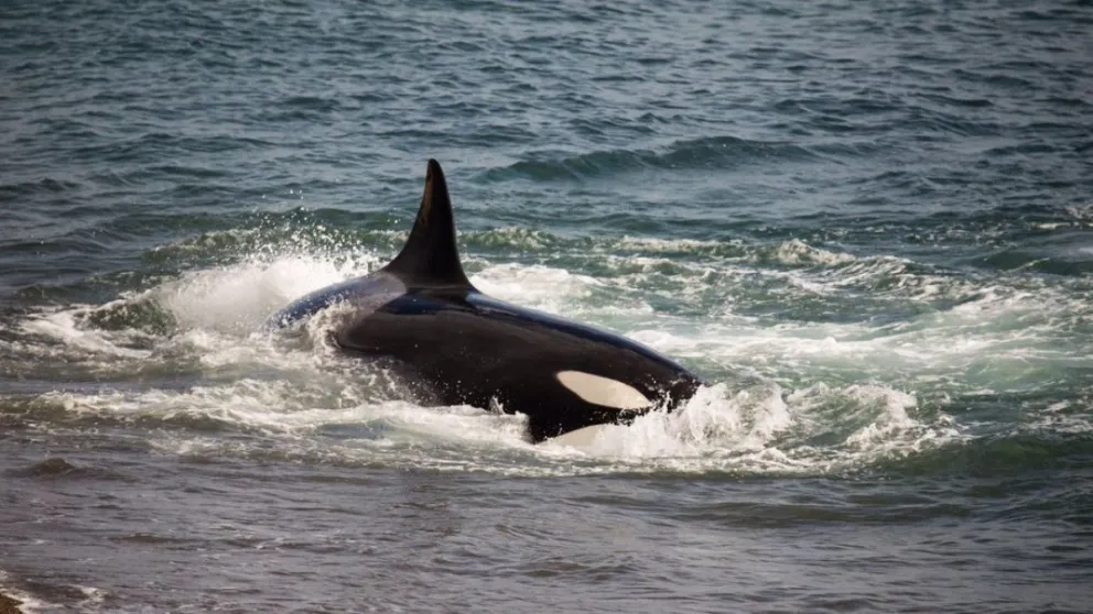 ¡Se anticiparon! Sorpresiva llegada de las orcas a Las Grutas antes de tiempo