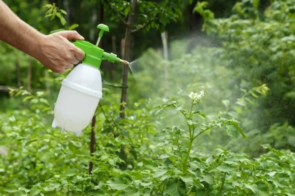 Argentina prohibirá el uso de un popular tipo de insecticida