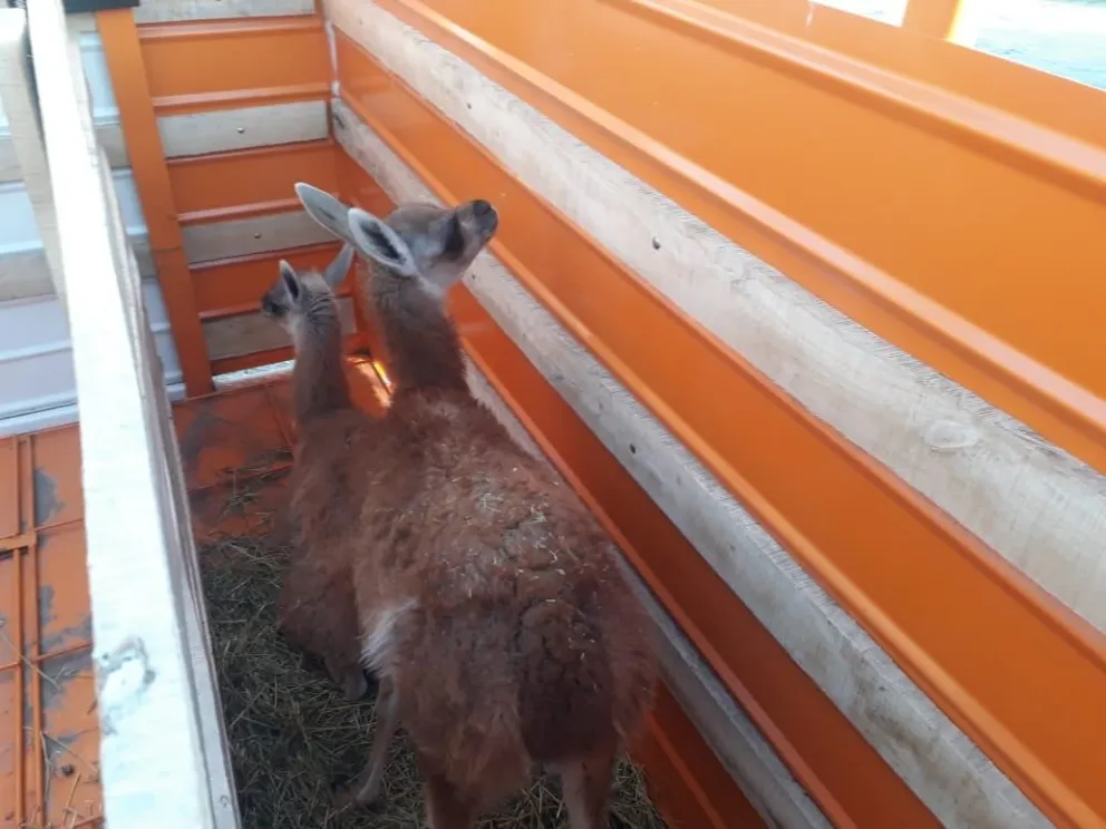 Recuperaron dos guanacos criados en la ciudad