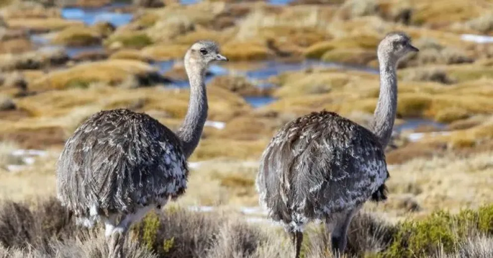 Mataron 18 animales silvestres pero no serán castigados