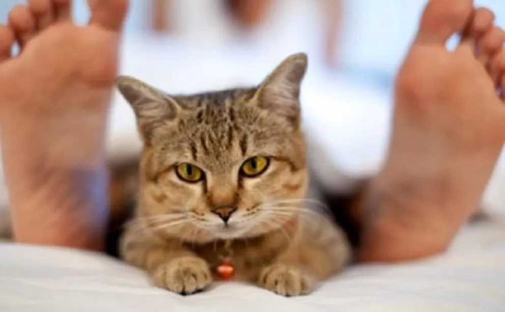 Gatos: ¿por qué eligen dormir a los pies de la cama?