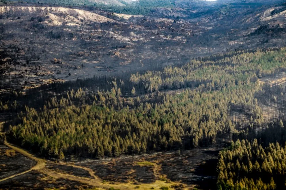 Recomendaciones para plantar luego de un incendio forestal