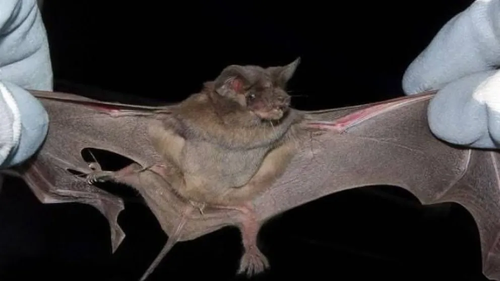 Operativo de vacunación de mascotas por la aparición de un murciélago con rabia en el oeste de Bariloche. 