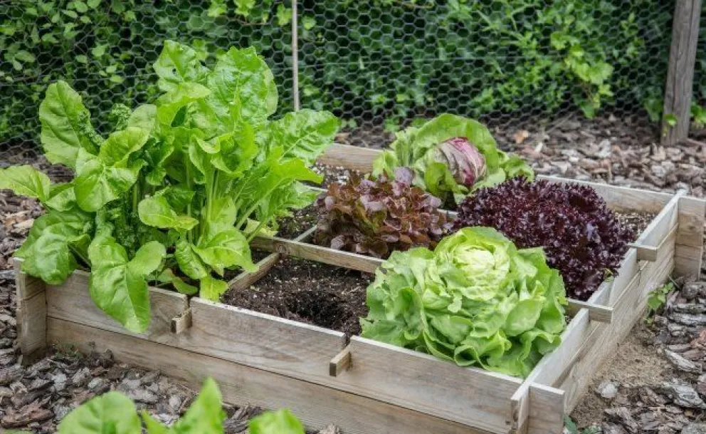 Fabricá tu propio insecticida ecológico para combatir las plagas de la huerta