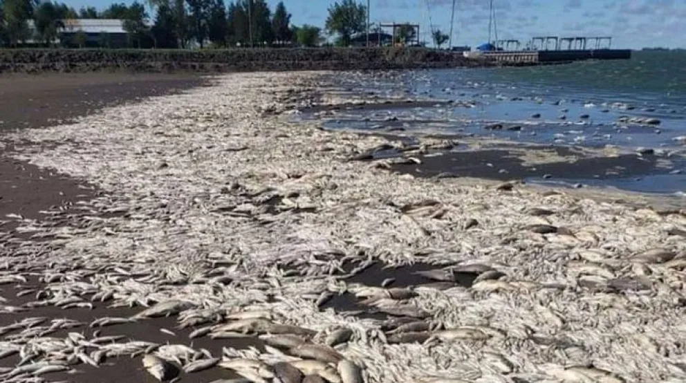 Impactante: miles de peces muertos aparecieron en una laguna bonaerense