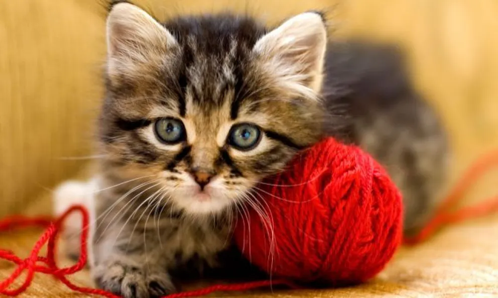 Un estudio demuestra que los gatos ven a sus cuidadores como padres biológicos