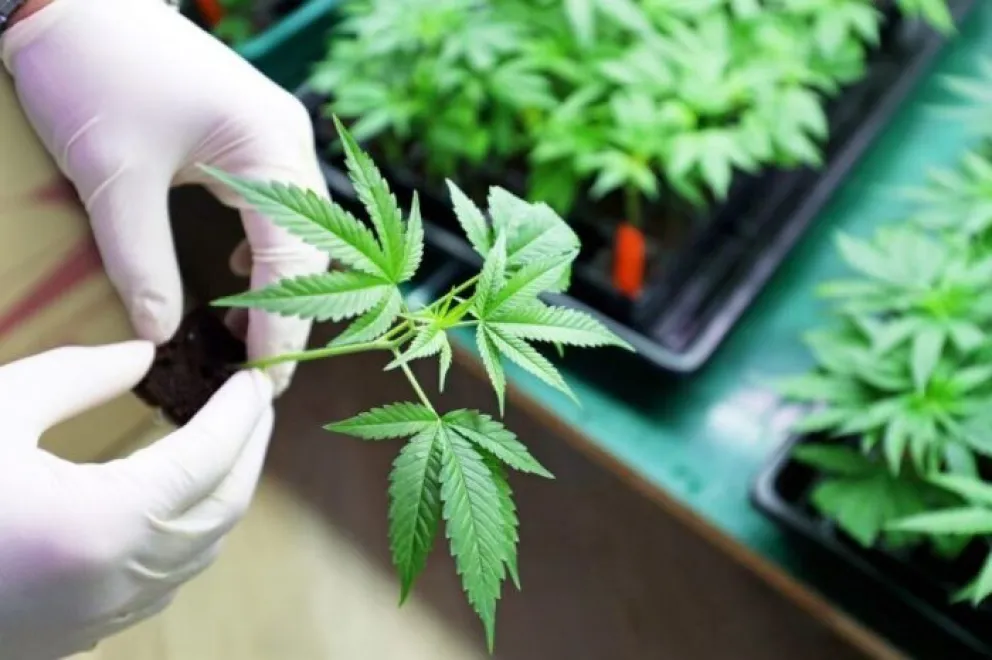 Se realizó el Encuentro de Saberes "Foro Cannábico"