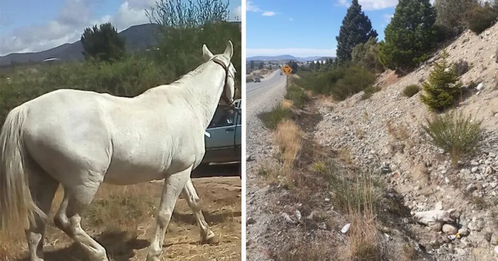 Le robaron un caballo que apareció descuartizado en otro barrio