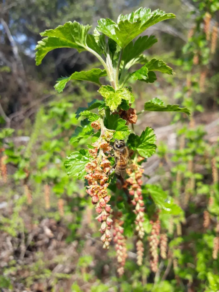 Seminario sobre abejas invasoras y manejo forestal de matorrales norpatagónicos