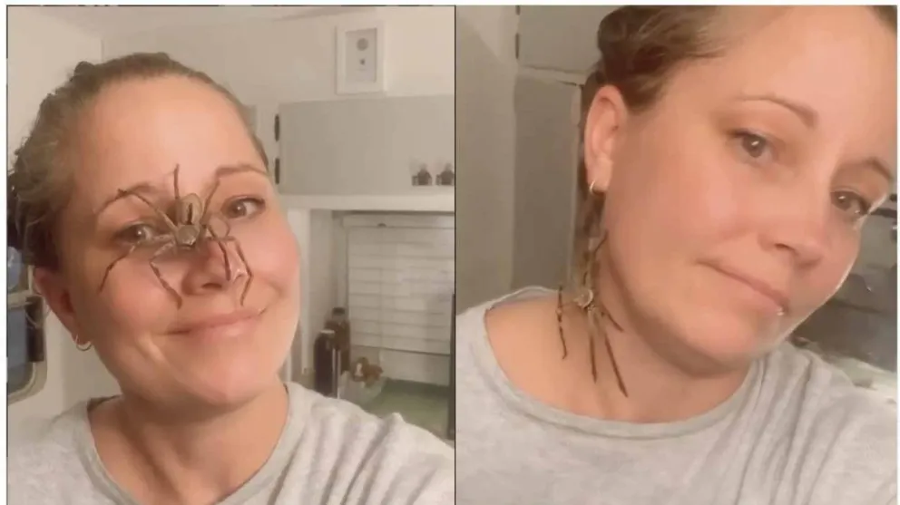 Insólito: mujer ayudó a dar a luz a una araña y luego adoptó a una de sus crías
