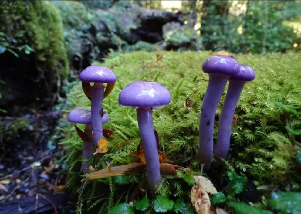 Invitan a una charla virtual sobre la diversidad de hongos en los bosques barilochenses
