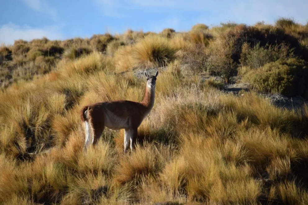 El guanaco, según explicó el presidente de la Sociedad Rural Bariloche, también es una preocupación (imagen de archivo).