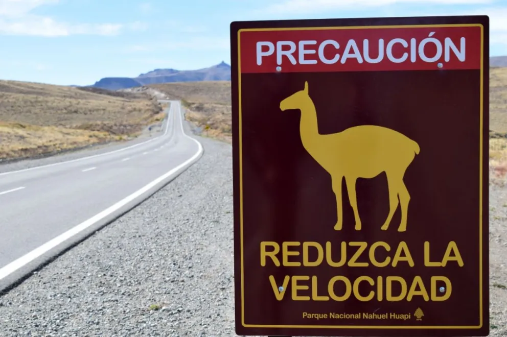 Colocan cartelería sobre la ruta 237  para proteger al guanaco