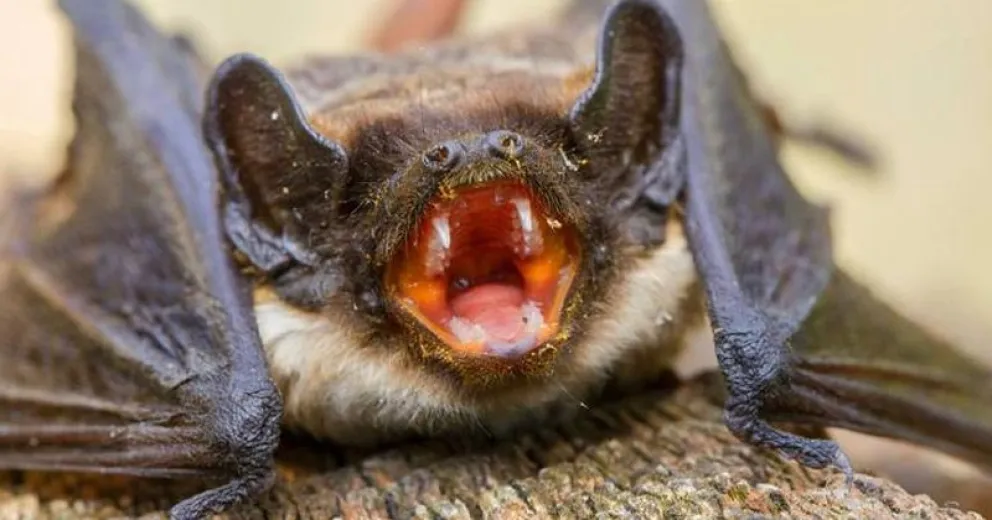 Vampirismo: de Drácula al COVID-19 