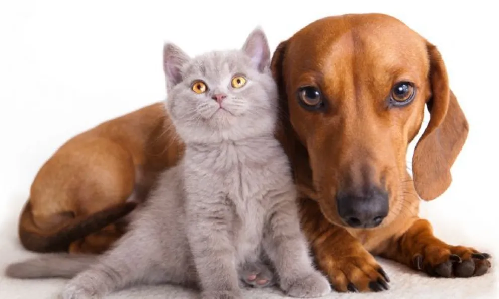 Se acerca la Noche de San Juan y aconsejan cuidar a nuestras mascotas: ¿por qué motivo?