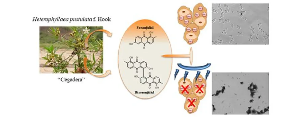 Combinación de luz y compuestos de arbusto andino inhibe el virus del herpes labial