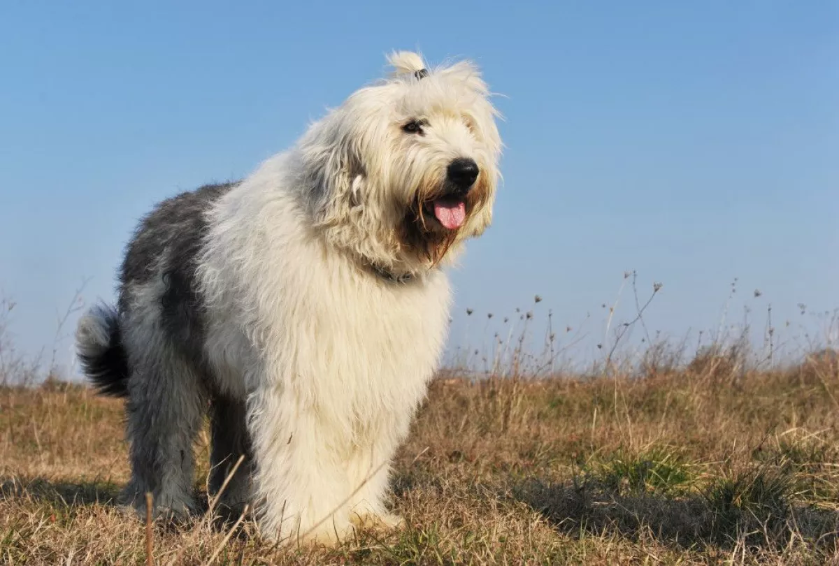 El perro pastor inglés, en peligro de extinción en el Reino Unido