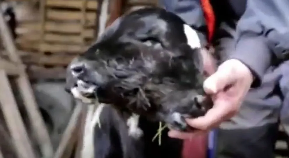 Imágenes impactantes del ternero que nació con dos cabezas