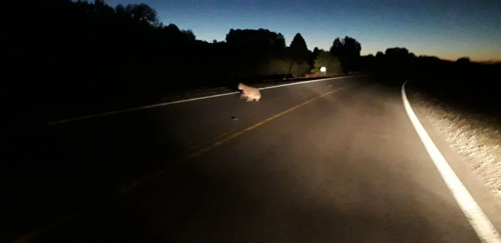 Solo un susto: Un puma se cruzó en la ruta, y el auto en que iba el sindicalista Rasini lo embistió