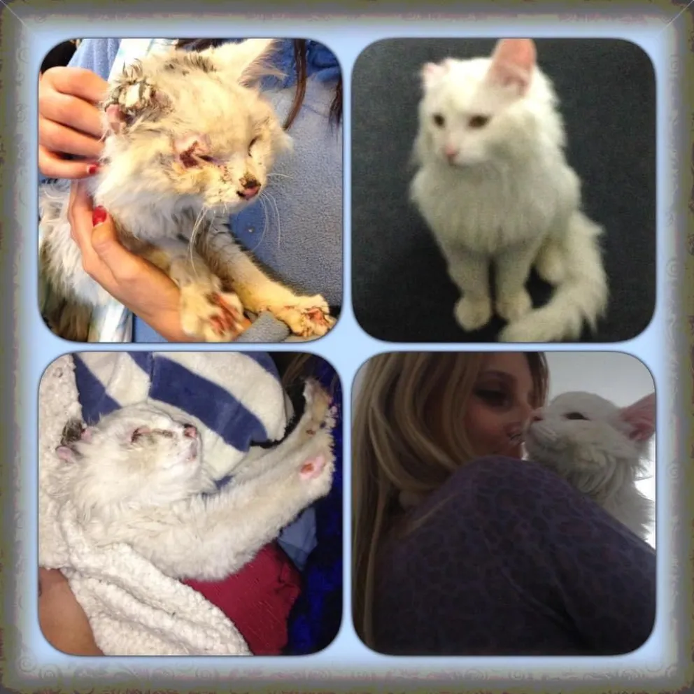 Tomi, una historia de amor con final feliz